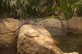 leipzig zoo-01_07_2011_gondwanaland_154
